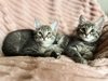 Умненькие и красивые котятки от русской голубой и шотландца