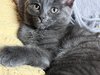 Котятки(2 кошечки от русской голубой и шотландца)
