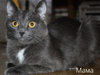 Котятки(2 кошечки от русской голубой и шотландца)